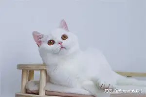 包含德约科维奇我将化身NBA大悬念揭晓的词条